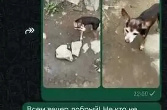 Пропала собака, Надеждинское поселение
