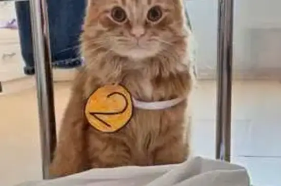 Кошки потеряшки, Петрозаводск, фото: Потеряшка кошка, ул. Жуковского, 2, Птз