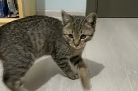 Найдена кошка, Москва, фото: Кошка найдена: Магнитогорская 2, Москва