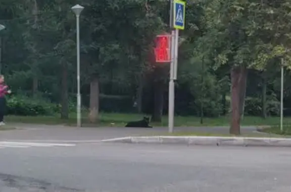 Найдена собака, Москва, фото: Собака найдена, Черноморский бул., 5 к2