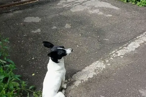 Собака найдена у подъезда, Либкнехта 8