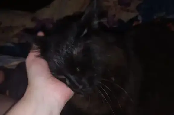 Кошка найдена на Болейко, Челябинск