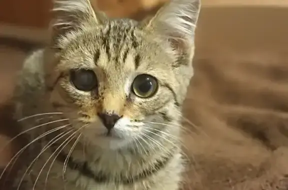 Пропала серая кошка, Игнатьевский пер. 1