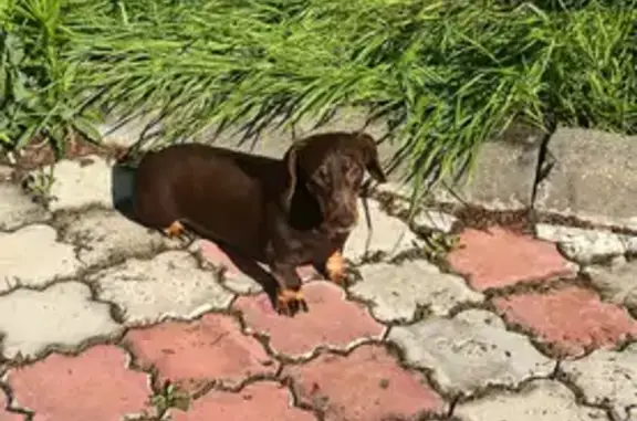 Найдена собака, ул. Декабристов 14, Геленджик