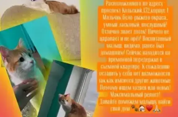 Котёнок найден у «Пятёрочки», Кольский, 132