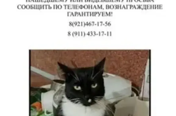 Пропала кошка, Первомайская 17, Сортавала