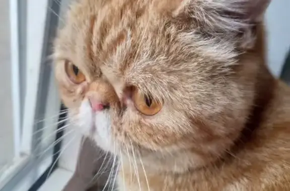 Найдена кошка, Оренбург, фото: Кошка найдена: ул. Ткачева, 79, Оренбург