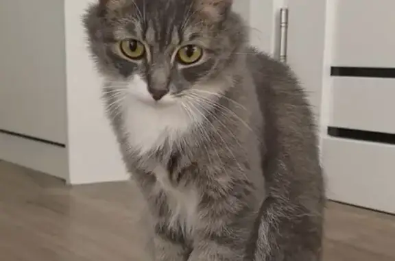 Объявления о пропавших и найденных животных, Первоуральск, фото: Кошка найдена: ул. Сантехизделий, 20