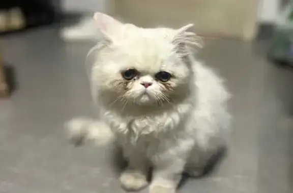 Кошка найдена: Южное шоссе, 54, СПб