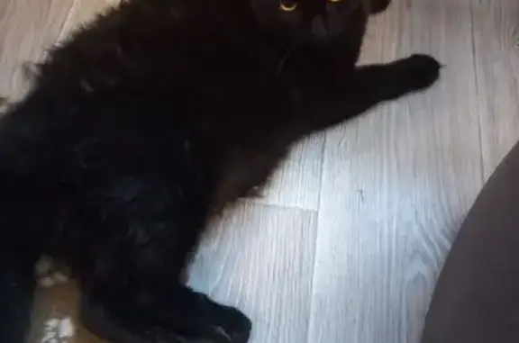 Найдена кошка, ул. Пучковка 116, Курск