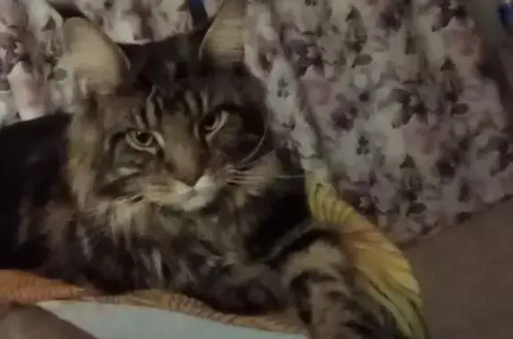 Кошки потеряшки, Паздерино, фото: Потеряшка кошка, Новая ул., 8