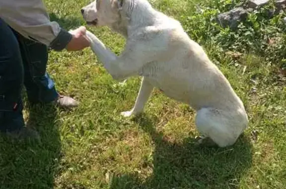 Найдена собака, Хобот-Богоявленское, фото: Собака найдена: М6, Старосеславино