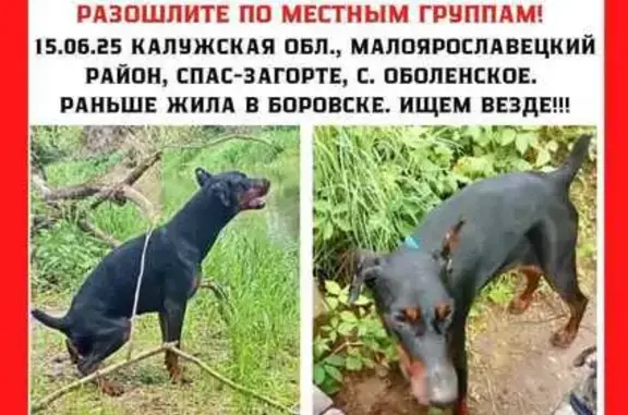 Пропала собака, Оболенское