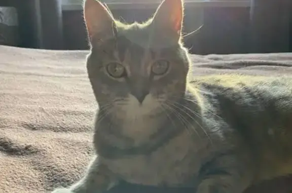 Кошки потеряшки, Миасс, фото: Потеряшка серая кошка, Макеева 23а, Миасс