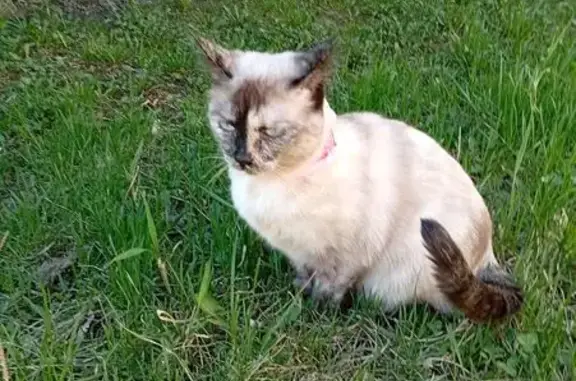 Пропала кошка, Барнаул
