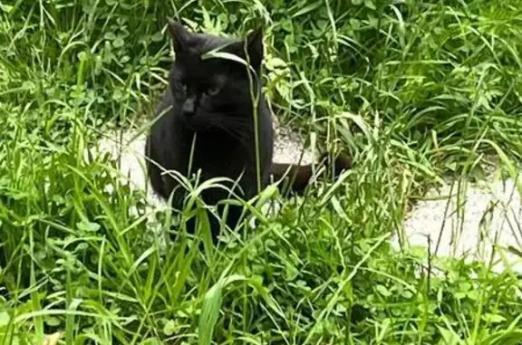 Найдена кошка, Санкт-Петербург, фото: Кошка на ул. Матросова, СПб