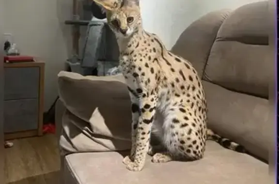 Кошки потеряшки, Элита, фото: Потеряшка кошка, Кленовая ул. 1, Элита