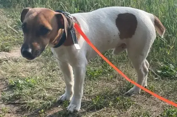 Найдена собака, , фото: Собака найдена: Московское шоссе, с1