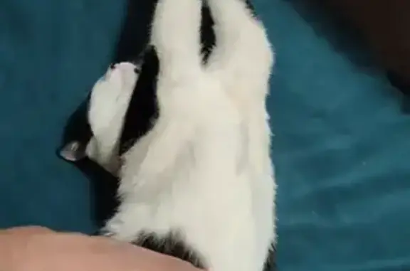 Кошки потеряшки, Саратов, фото: Потеряшка кошка, Гусельская ул. 74, Саратов