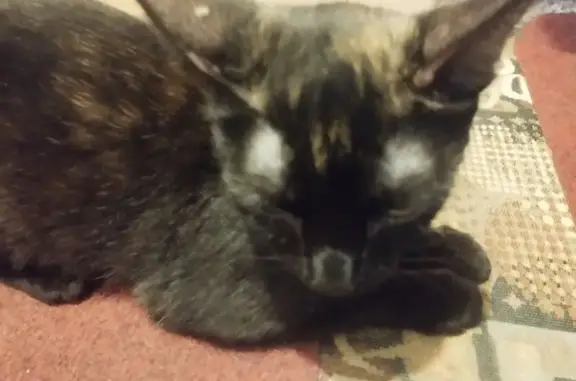 Кошка найдена, пр. Кирова 46, Томск