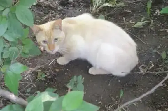 Найдена кошка, Москва, фото: Тайская кошка найдена ул. Металлургов 13к1