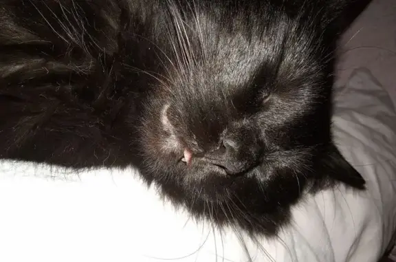 Пропала кошка, ул. Сов. Армии 11, Тейково