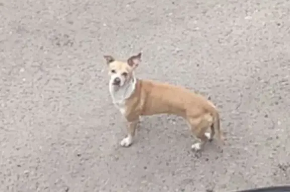 Собака найдена: Ленинская 47, Зарайск