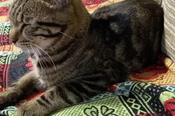 Кошка найдена: Ивана Черных, 3, Томск