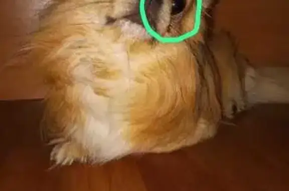 Собаки потеряшки, Костромская область, фото: Потеряшка чихуахуа, Тетеринское, Кострома