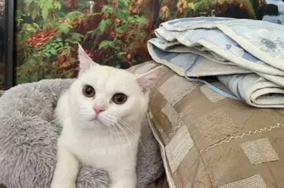 Кошка найдена: пр. 9-й Пятилетки, 13