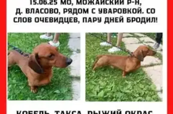 Найдена собака, Московская область, фото: Собака найдена, МО