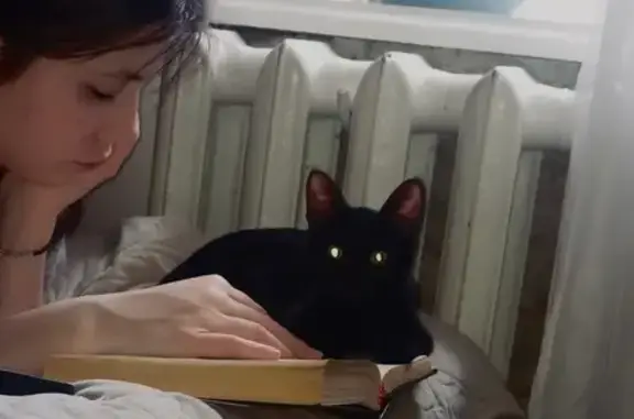 Кошки потеряшки, Москва, фото: Потеряшка кошка, ул. Рогожский Посёлок, 29с2