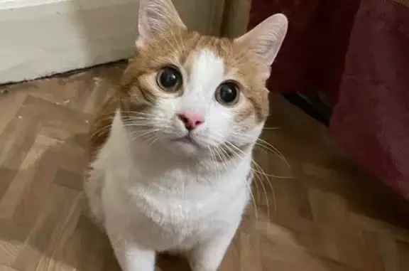 Кошки потеряшки, Тула, фото: Потеряшка кошка, ул. Щегловская Засека 18