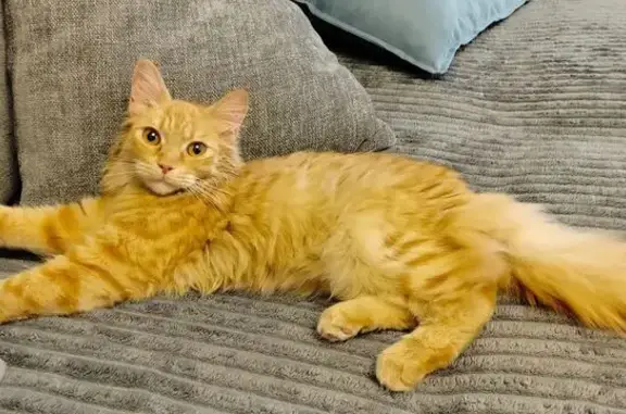 Кошка найдена: Ленская ул., 18, Томск