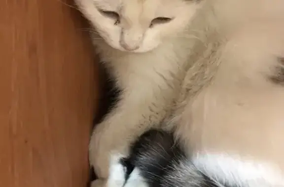 Пропали кошки, Кишинёвская 5А, Пенза