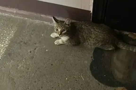 Найдена кошка, Красноярск, фото: Кошка найдена: ул. Калинина, 8, Красноярск