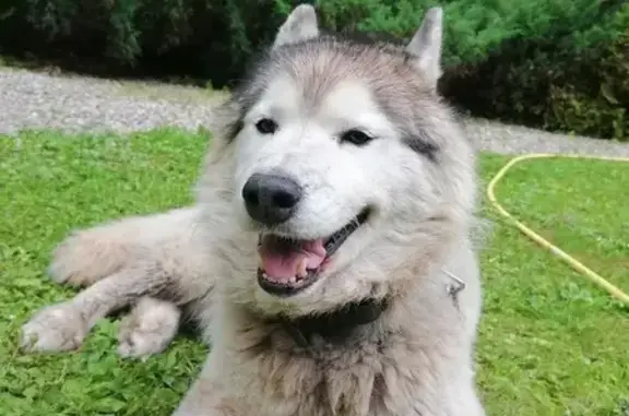 Найденные животные Московская область, фото: Собака найдена: Ильинское ш., МО