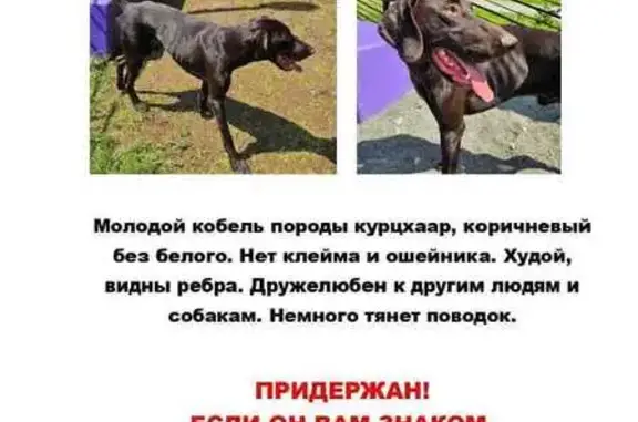 Найден кобель курцхаара, ул. Варги