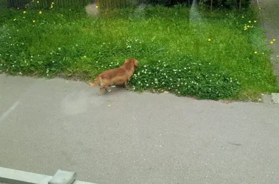 Собака найдена: пр. Победы, 94, Калининград