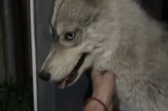 Хаски найдена в Уриковском поселении