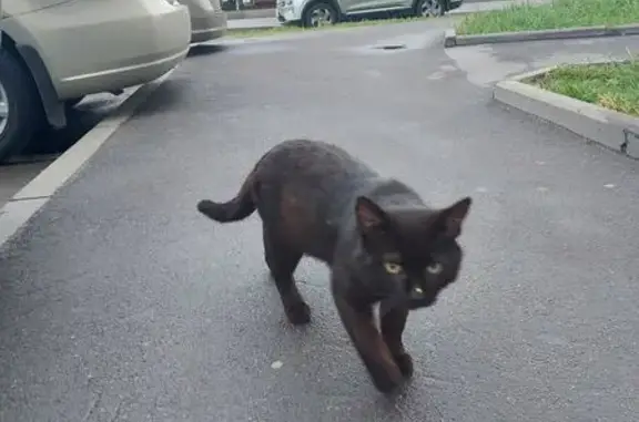 Кошка найдена: Милашенкова, 1, Москва