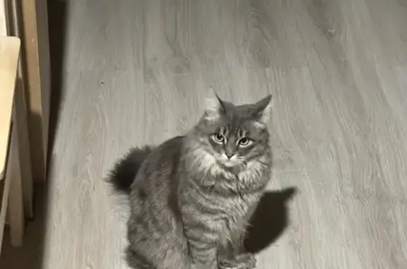 Пропала кошка, Муйская ул., Улан-Удэ