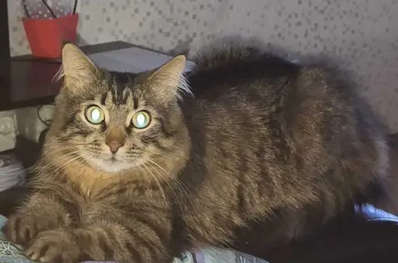 Пропала кошка, Ленинградский пр., 350 к2