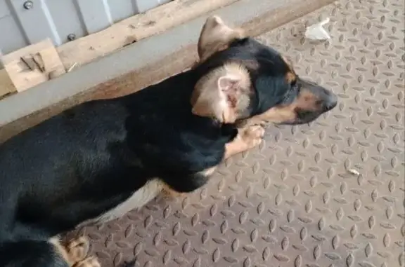 Найдена собака, Ново-Талицы, фото: Собака найдена: Школьная ул., 3, Ново-Талицы