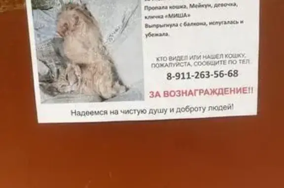 Пропала кошка, ул. Я. Гашека, 4 к4, СПб