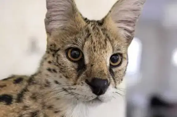 Пропал сервал, ул. Ломоносова, 13, Адыгейск