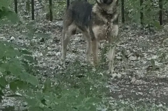 Собака найдена: ул. Белозёрова, 7, Омск