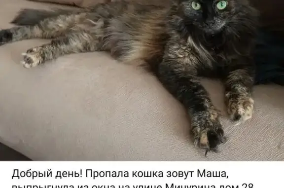Пропала кошка, ул. Мичурина 26, Химки