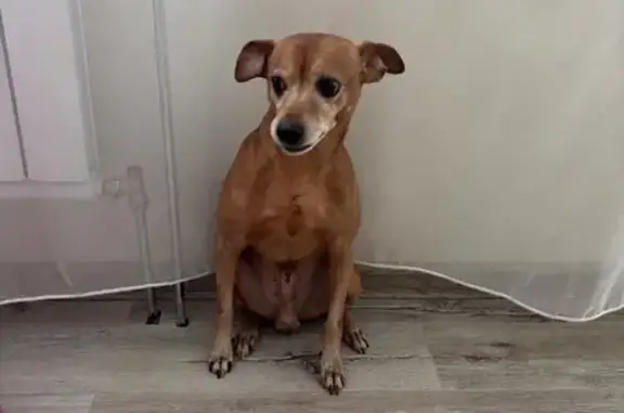 Собаки потеряшки, Республика Хакасия, фото: Потеряшка собака, Целинный, Хакасия