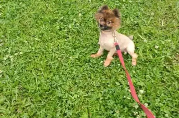 Шпиц найден: Центральная ул, 12А, Балобаново